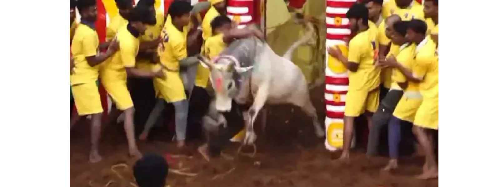 அலங்காநல்லூர் ஜல்லிக்கட்டு ஆரம்பம்